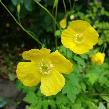 Σπίτι διακοπών Alderwood House *