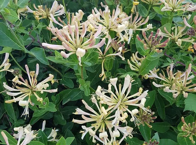 Alderwood House Casa vacanze Castlemaine