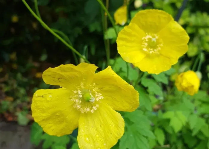 Casa vacanze Alderwood House *